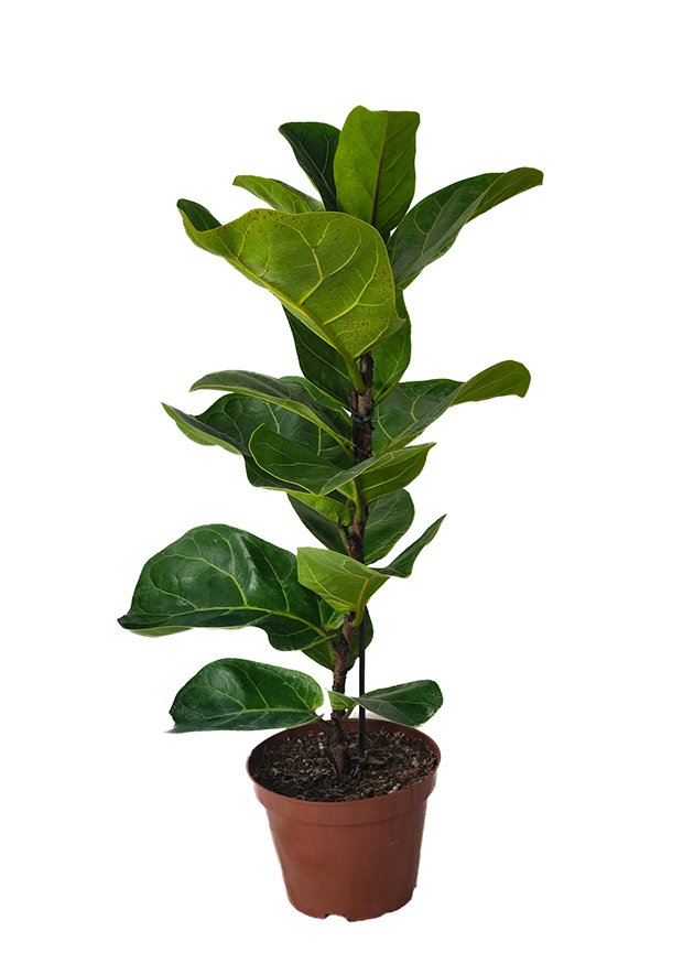 ficus lyrata