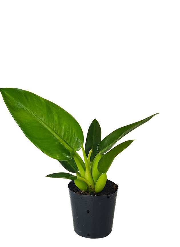 pacova